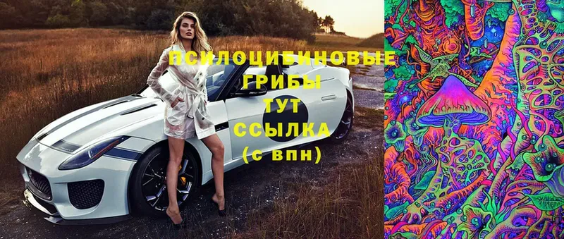 Псилоцибиновые грибы Magic Shrooms  Колпашево 